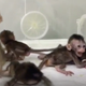 The cloned monkeys